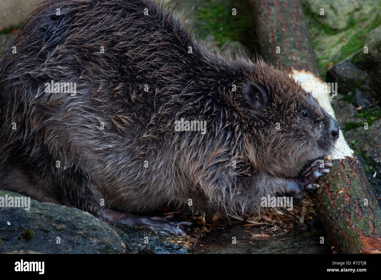 Eurasian castoro, (Castor fiber) Foto Stock