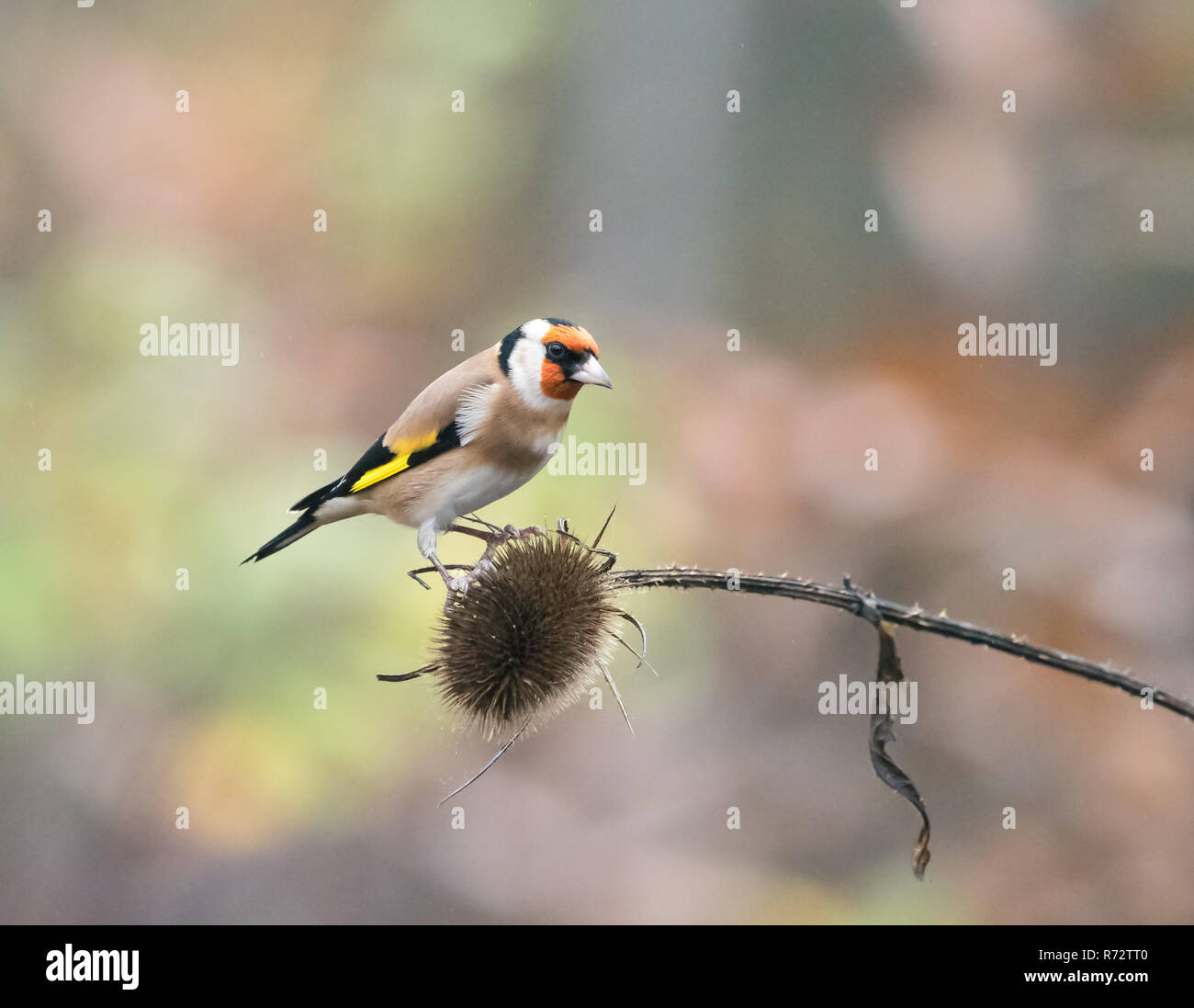 Piccolo uccello europeo su Goldfinch Teasel seme head. Foto Stock