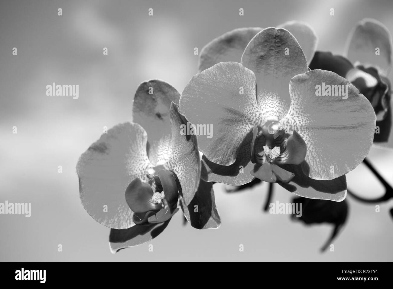 Orchid fiore bianco sul cielo blu sullo sfondo. Phalaenopsis Orchid fiore. Sfondo floreale. Foto Stock