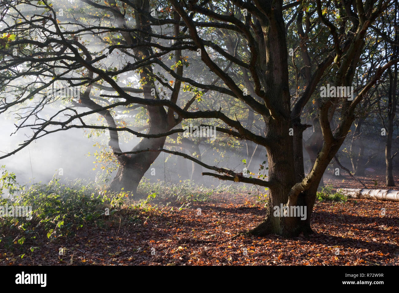 Paesaggio invernale di alberi dormienti circondato dal fumo di un falò Foto Stock