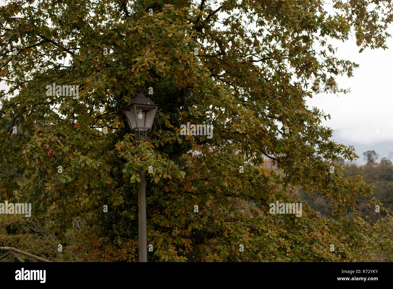 Strada luce nascosta in un albero di castagno Foto Stock