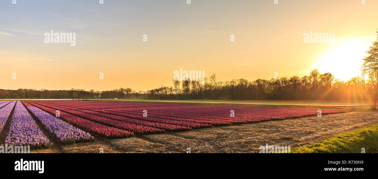 Campo colorato di viola daffodil fiori durante il tramonto nella stagione primavera Foto Stock
