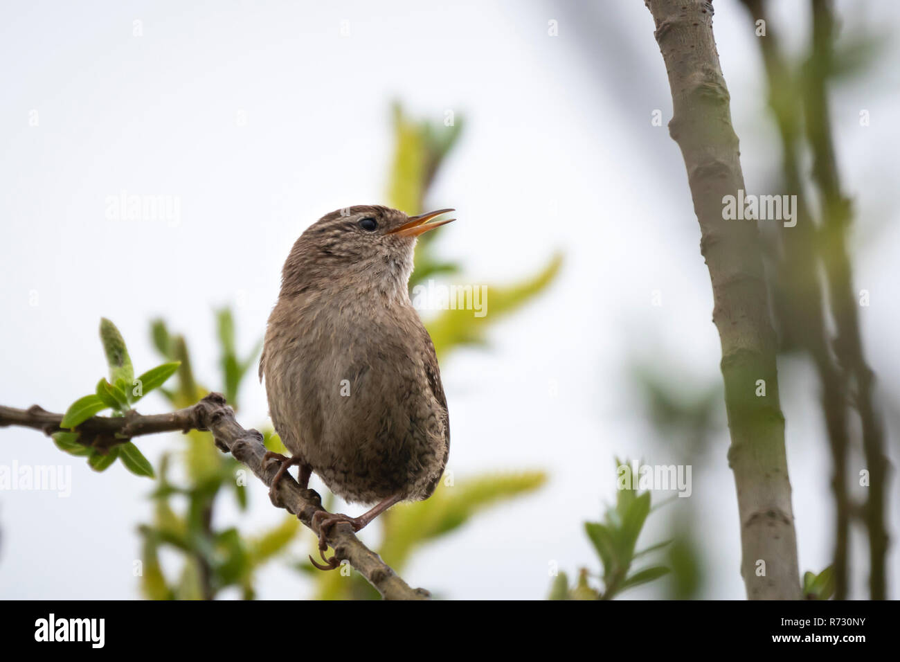 Eurasian Wren (Troglodytes troglodytes) il canto degli uccelli in una foresta durante l allevamento di stagione primavera Foto Stock