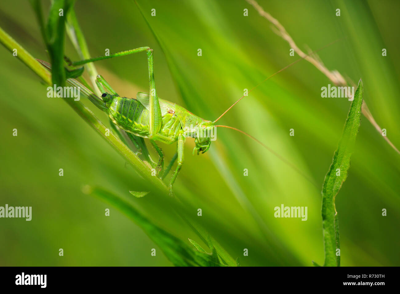 Macro Close-up di una femmina la grande macchia verde-cricket, Tettigonia viridissima con ovipositor. Foto Stock