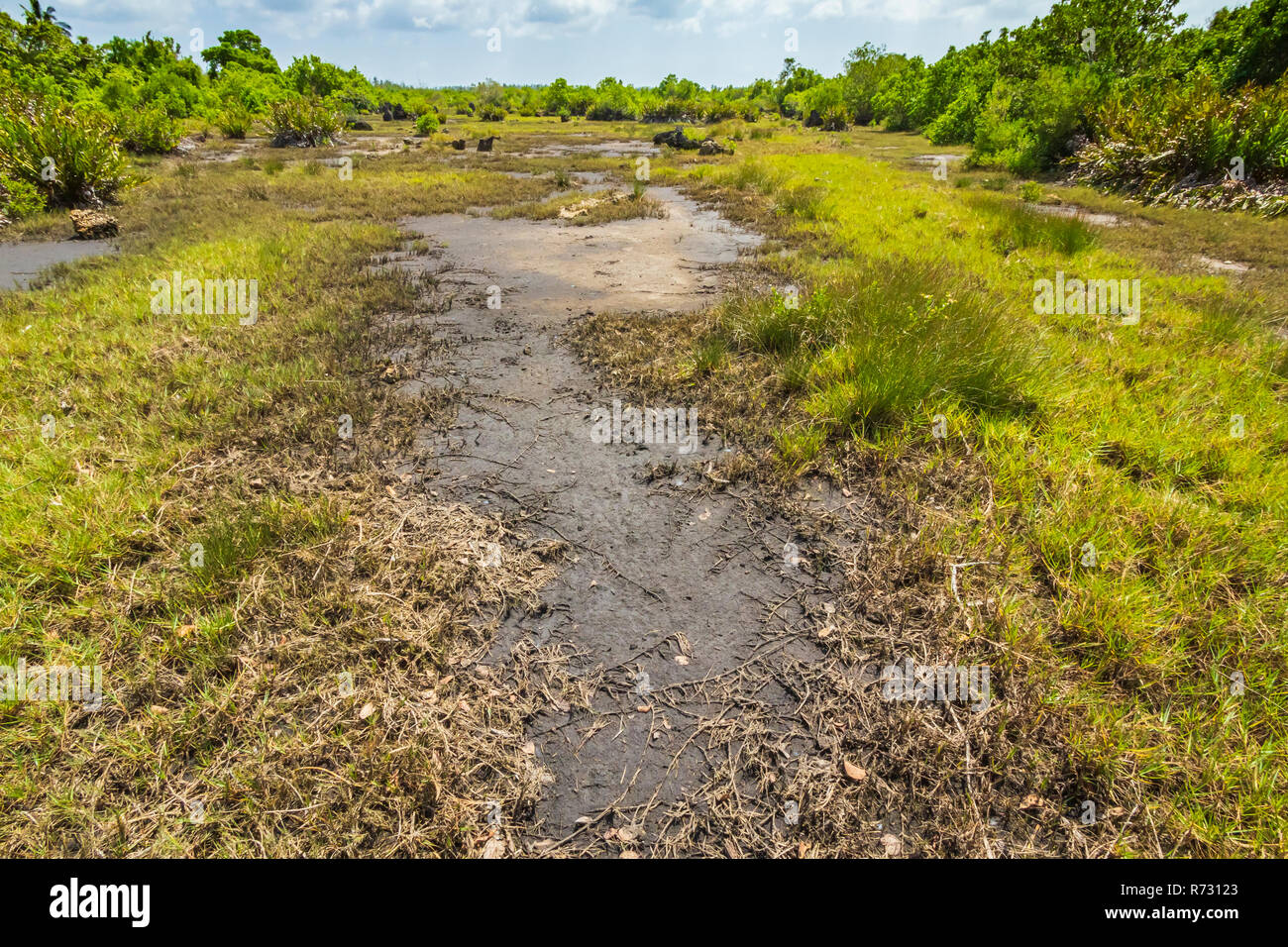 Giungla Palude Foresta in una limpida giornata di sole Jozani Chwaka Bay National Park, Zanzibar, Tanzania Foto Stock