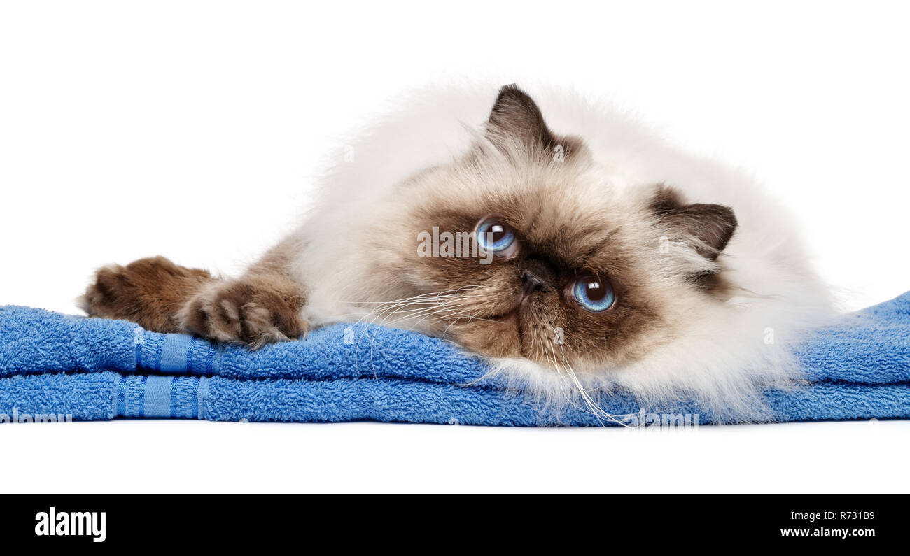 Carino curato giovani guarnizione Persiani Colourpoint gatto dopo il bagno si trova su un asciugamano blu - isolato su sfondo bianco Foto Stock