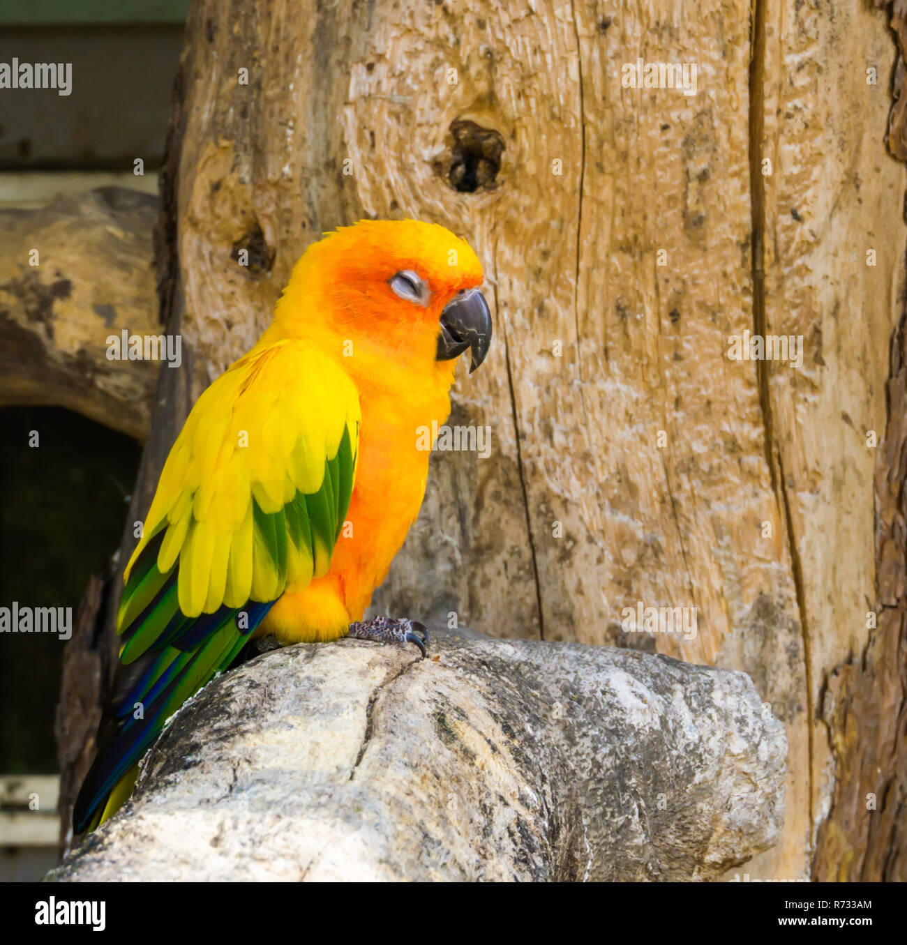 Pappagallo jandaya seduto su un ramo di albero e facendo una faccia soddisfatta, tropicali colorati volatili provenienti dal Brasile Foto Stock