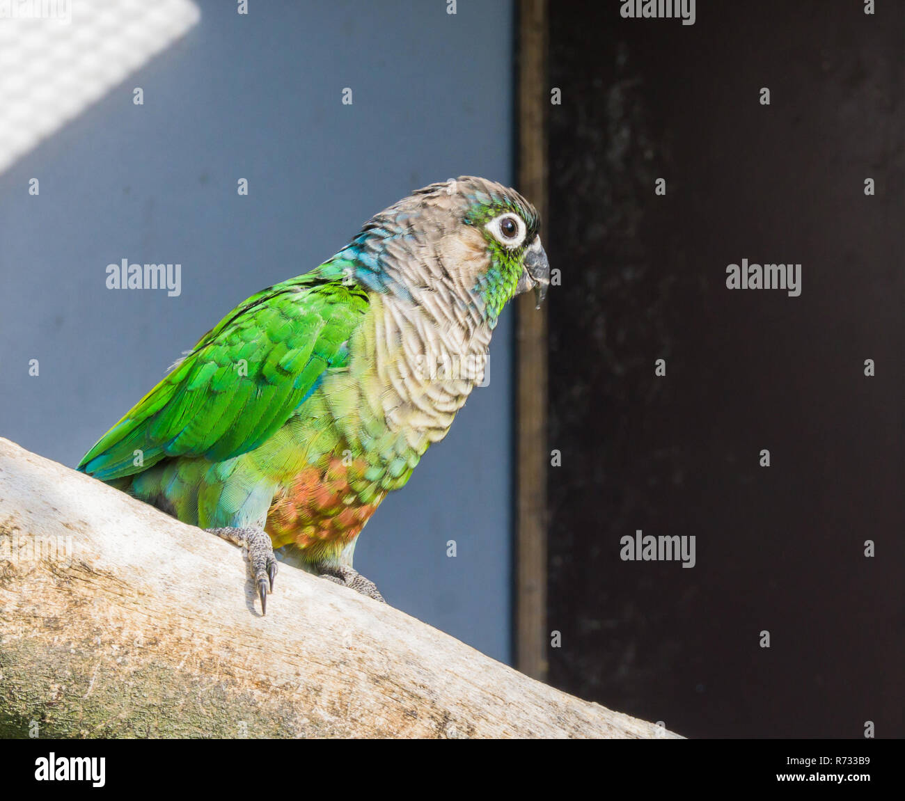 Bella vista dettagliata di un verde cheeked parrocchetto, un piccolo pappagallo dal Brasile Foto Stock