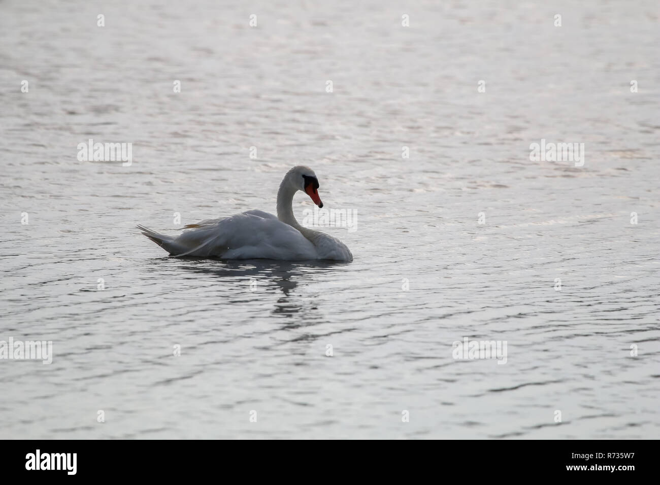 Flottante cigno uccelli acquatici, uccelli selvatici nuoto sul lago, la fauna paesaggio. Piscina del cigno sul lago in Kemeri National Park. Incredibile White Swan bird s Foto Stock