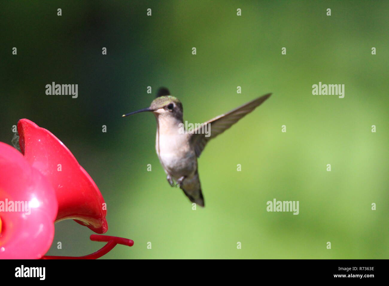 Hummingbird in corrispondenza dell'alimentatore/ Colibri a l'abreuvoir Foto Stock