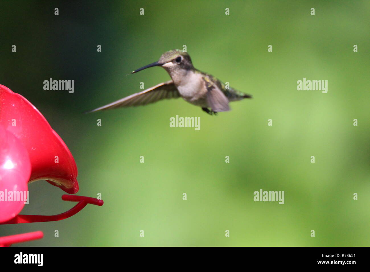 Hummingbird in corrispondenza dell'alimentatore/ Colibri a l'abreuvoir Foto Stock