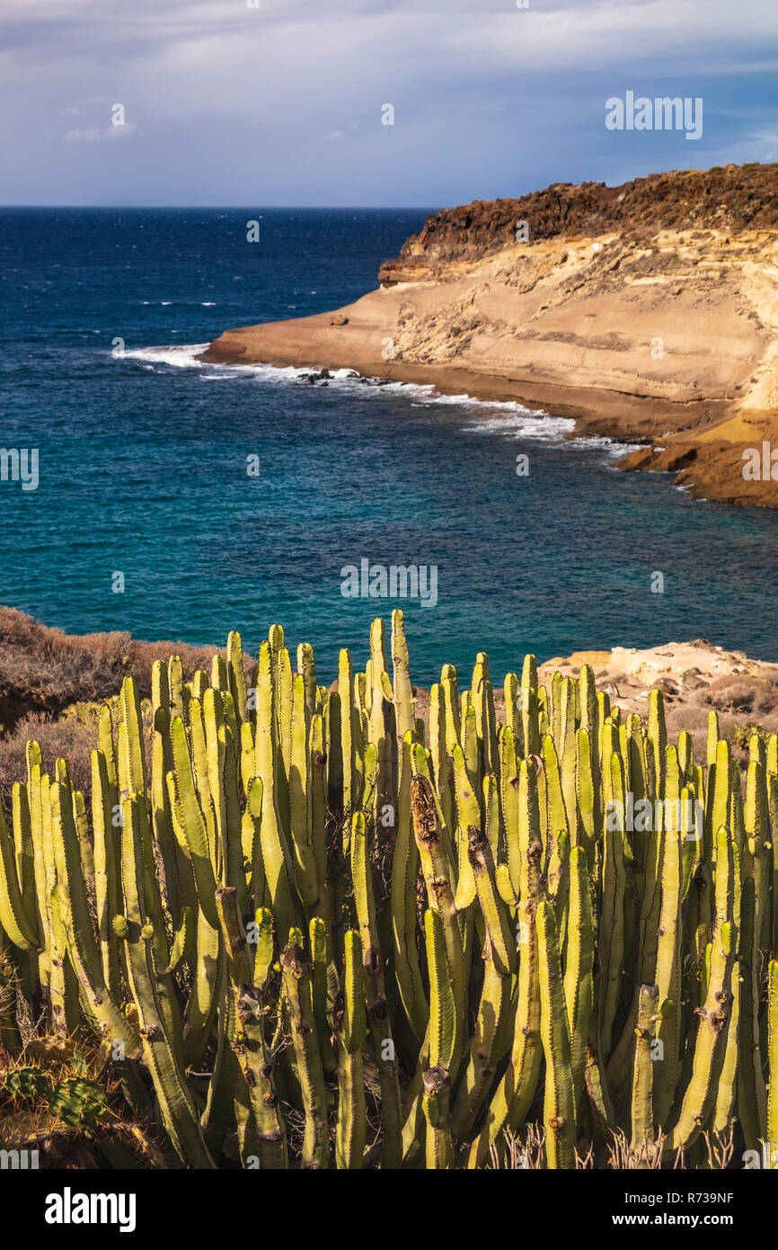 Cardon cactus che crescono lungo una sezione non sviluppate della Costa Adeje costa vicino a Playa Paraiso, Tenerife, Isole Canarie, Spagna Foto Stock