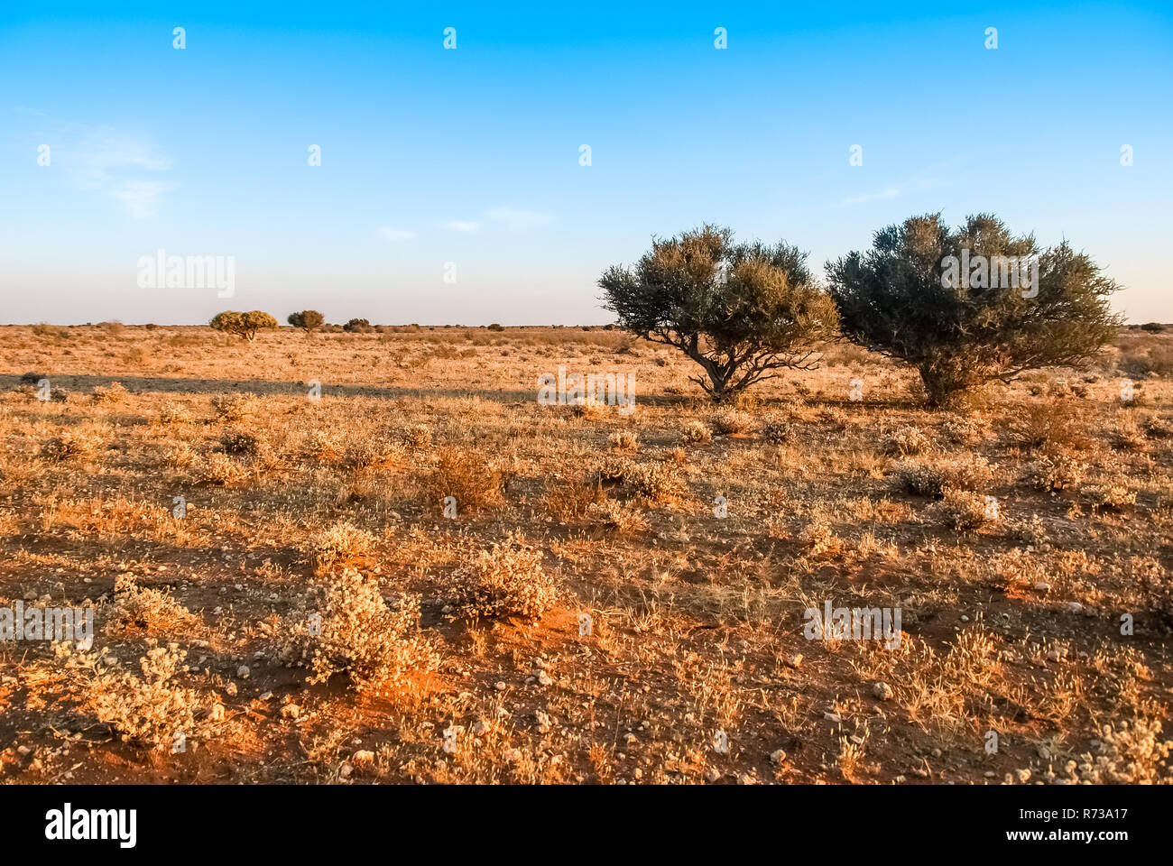Tramonto sul rosso deserto Kalahari nel sud della Namibia, Africa Foto Stock