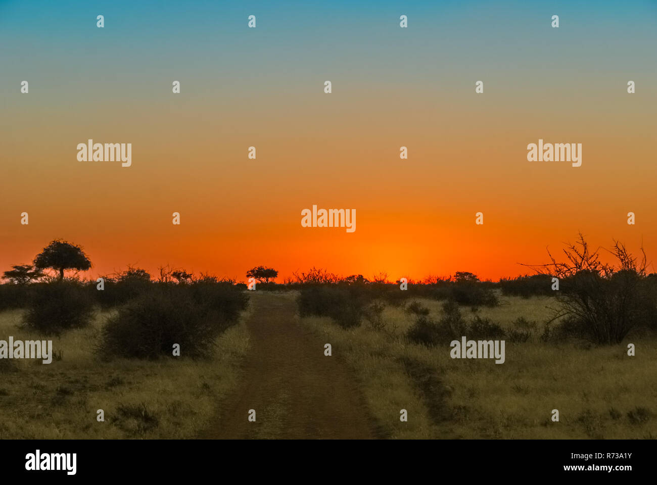 Tramonto sul rosso deserto Kalahari con un sentiero di sabbia e cespugli nel sud della Namibia, Africa Foto Stock