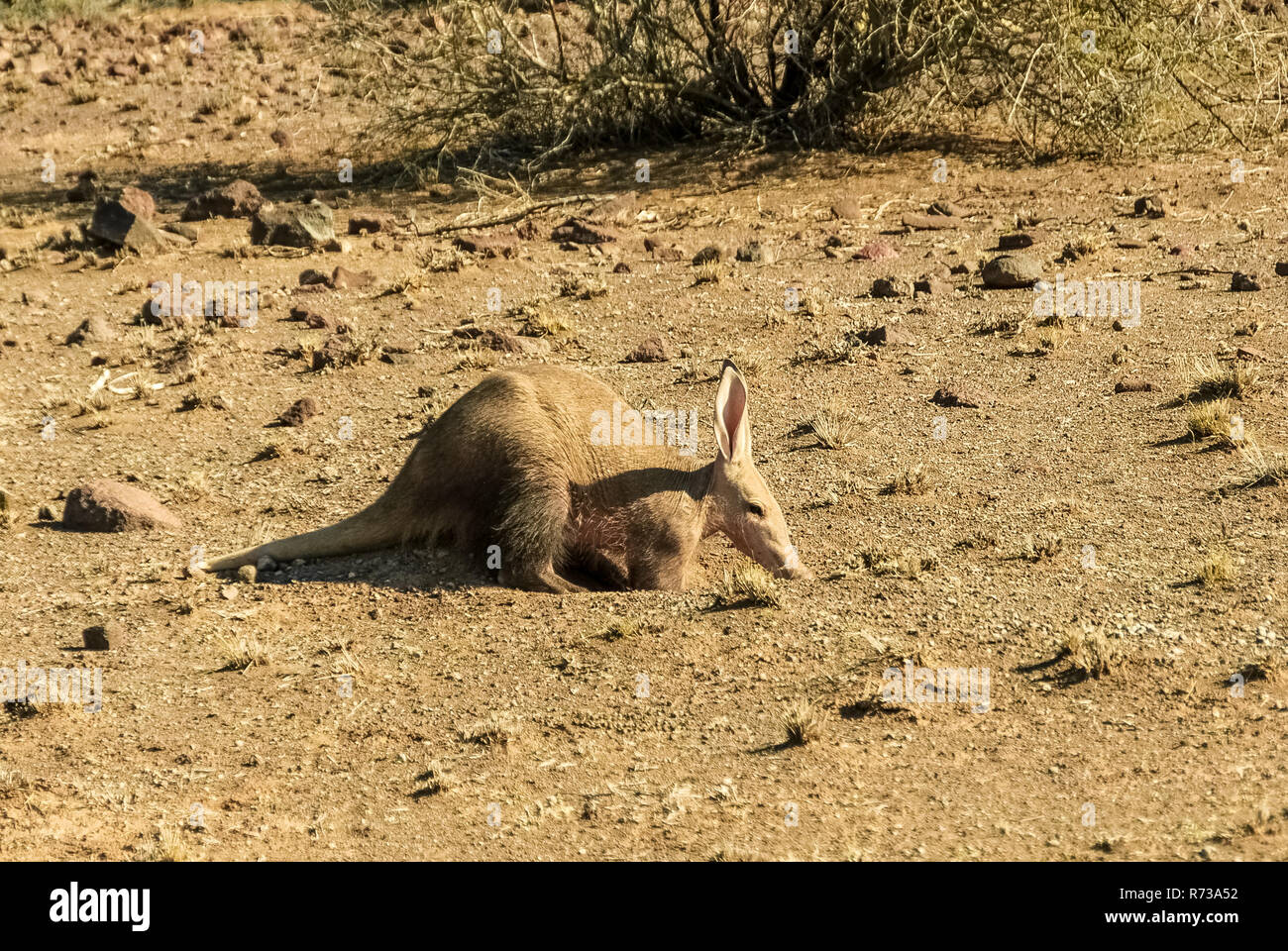 Aardvark, Orycteropus afer, nel deserto del Kalahari in Namibia, Africa Foto Stock