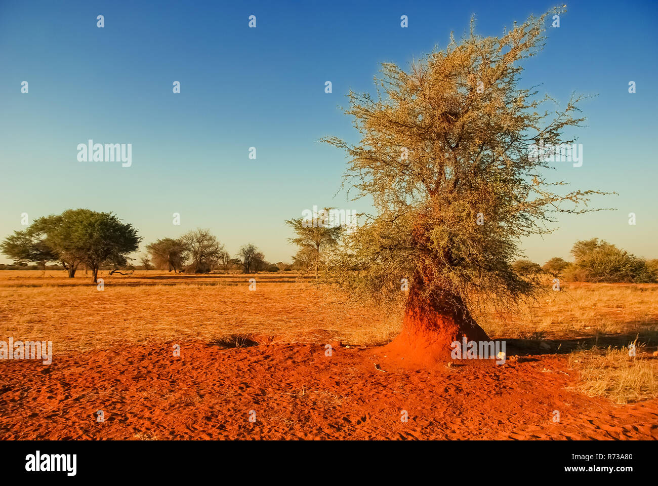 Termite mound nel rosso deserto Kalahari. Giant termiti. La Namibia. L'Africa. Foto Stock