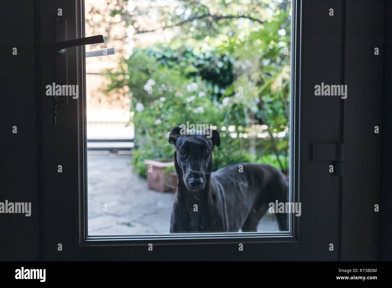 Cane cercando in casa da giardino Foto Stock