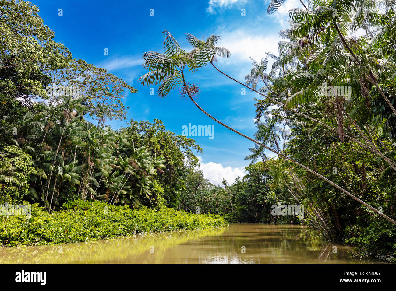 Euterpe oleracea (açai), Igarapé, Amazon, Belém do Pará, Para, Brasile Foto Stock