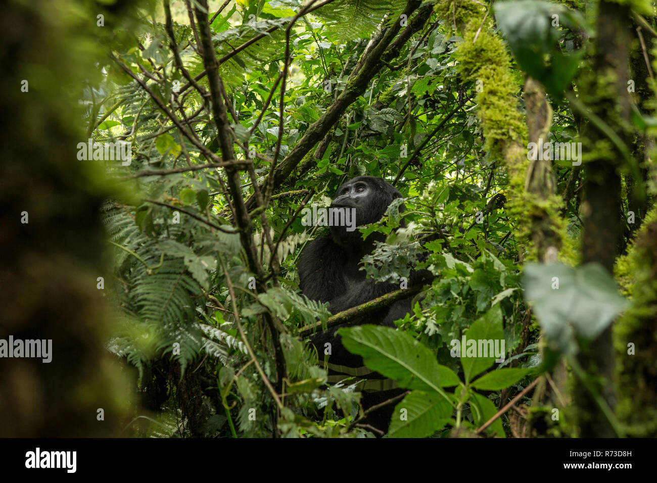 Gorilla di Montagna (Gorilla beringei beringei), la foresta impenetrabile di Bwindi, Montagna Bwindi, Uganda Foto Stock