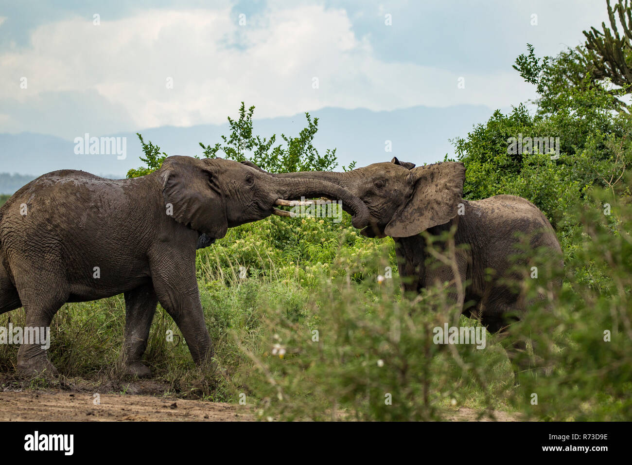 Elefante africano (Loxodonta africana) in conflitto, Murchison Falls National Park, Uganda Foto Stock