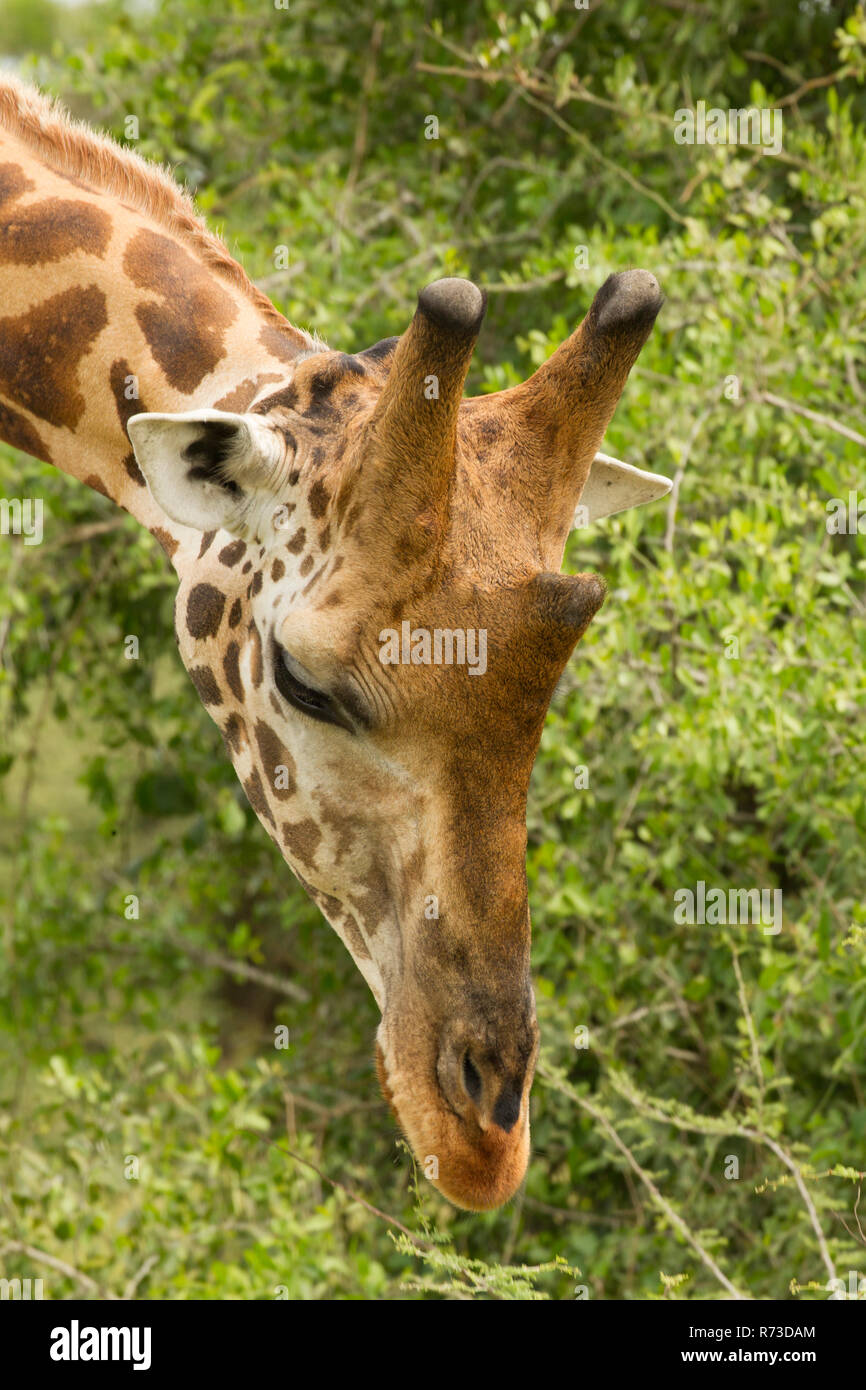 La Rothschild Giraffe (Giraffa camelopardalis rothschildi), Murchison Falls National Park, Uganda Foto Stock
