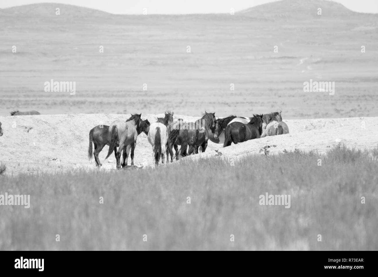 Un allevamento di cavalli selvaggi nel deserto dello Utah. Foto Stock