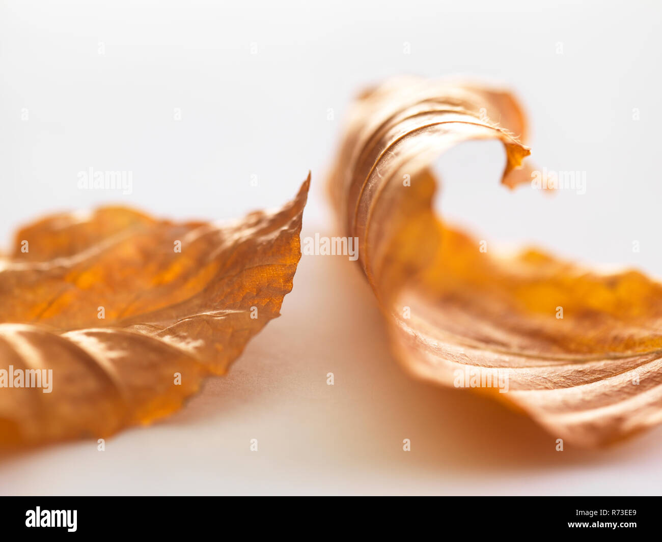 Autunno Betulla foglie Foto Stock