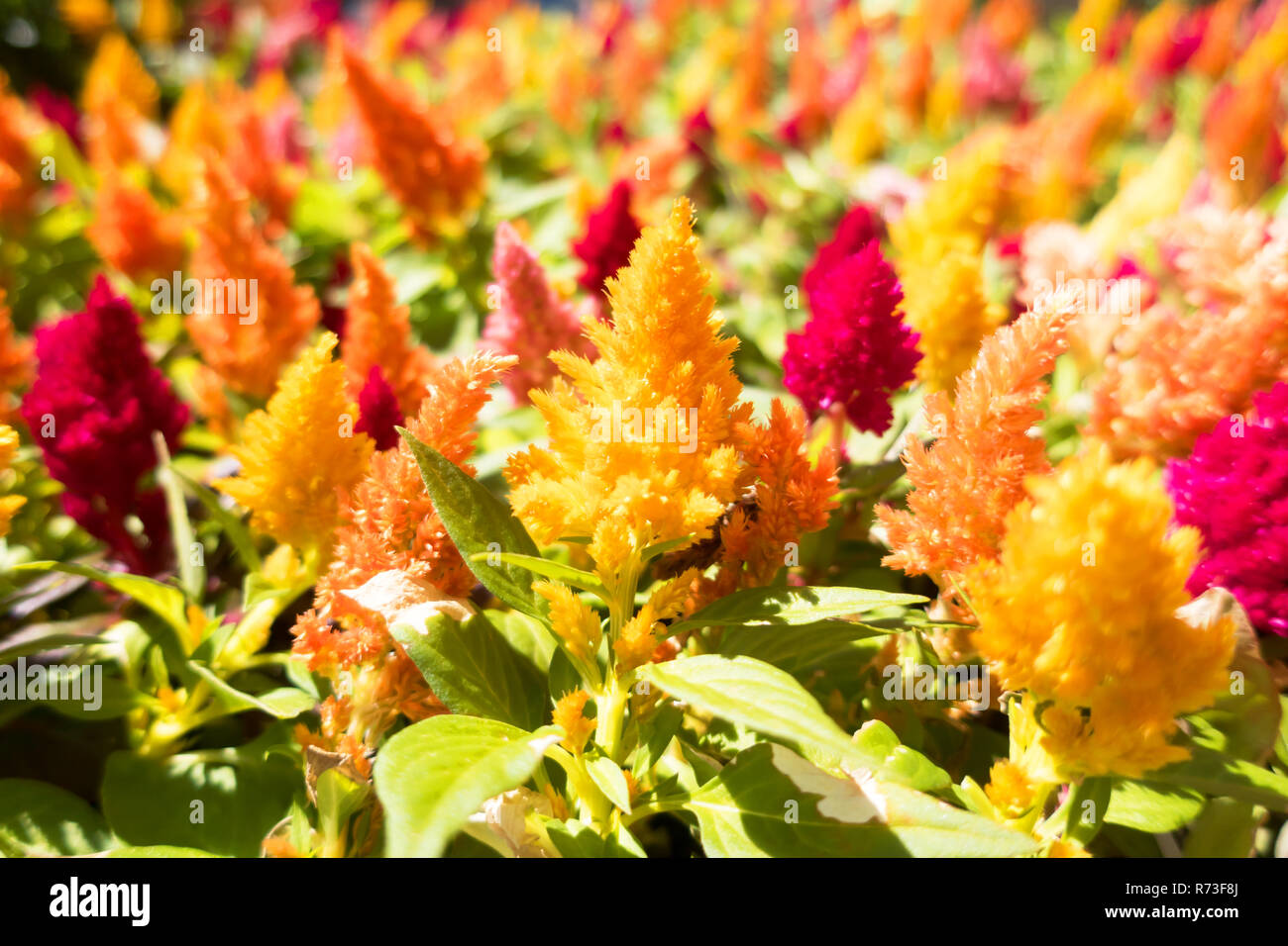 Un campo di giallo, rosso e viola per rubinetti a pettine. Foto Stock