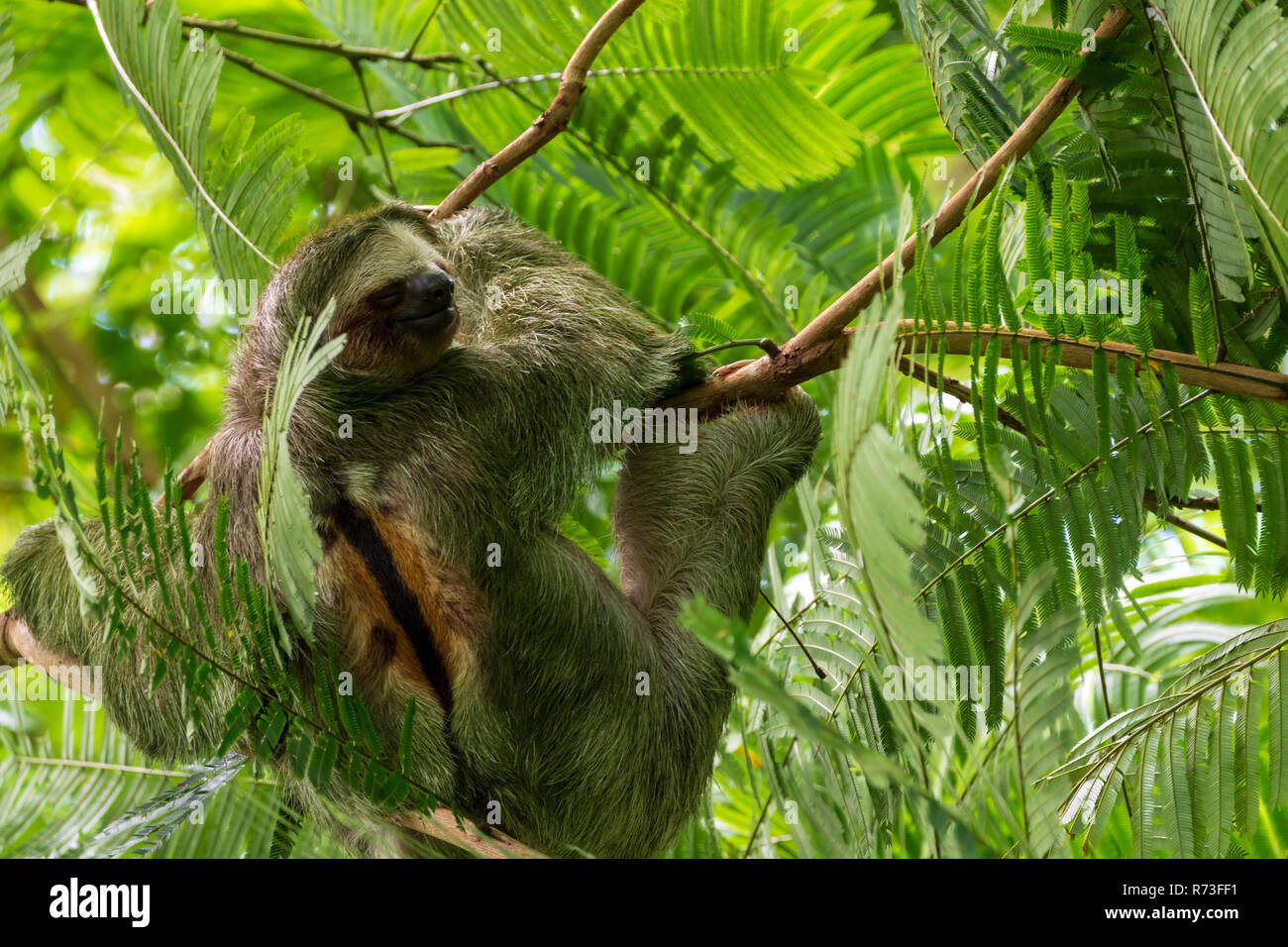 Tre dita bradipo Bradypus Variegatus, prese la Fortuna, Costa Rica Foto Stock