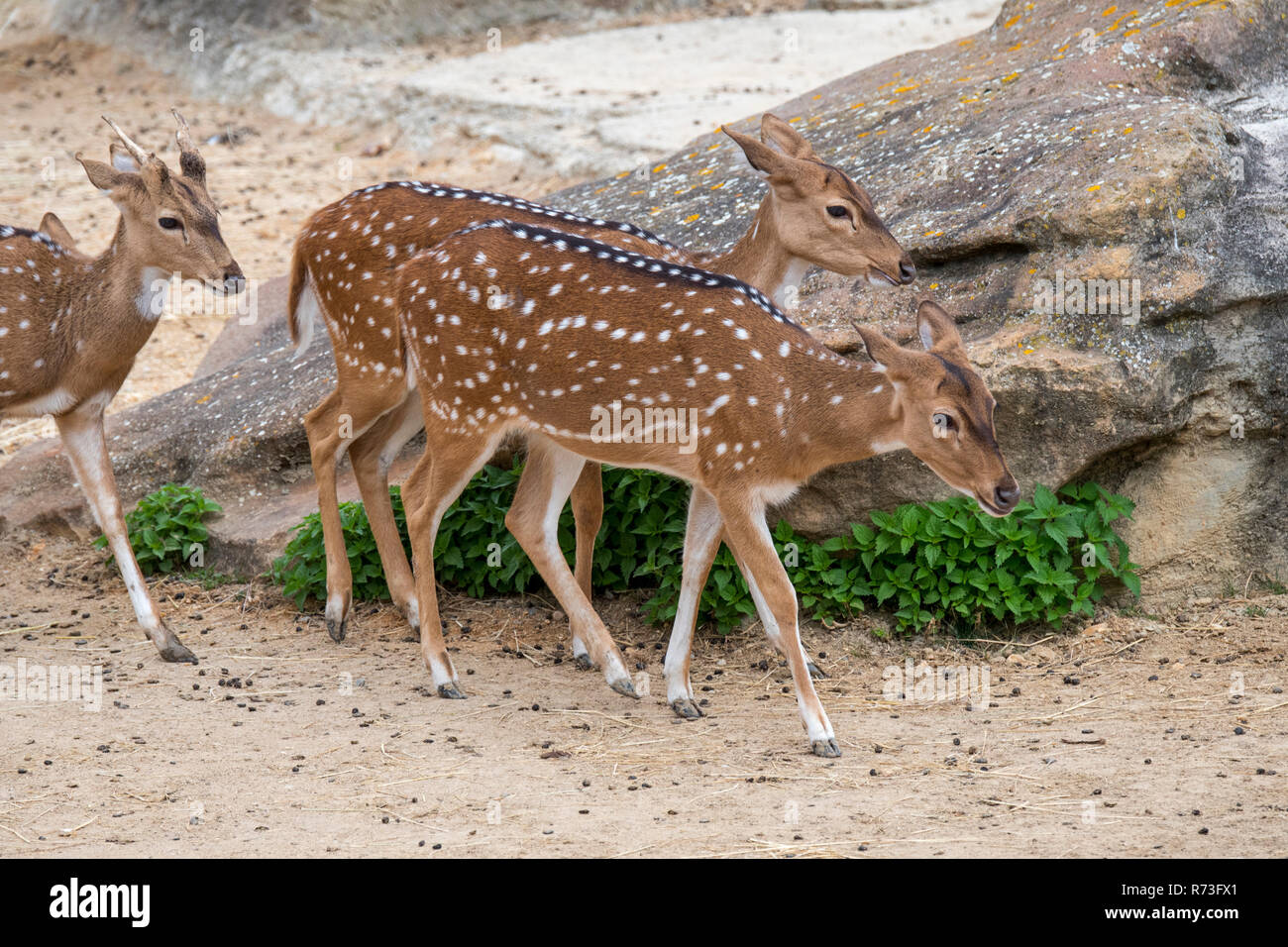 Chital / cheetal / spotted deer / cervi asse (asse asse) giovane maschio con due femmine, nativo di India Foto Stock