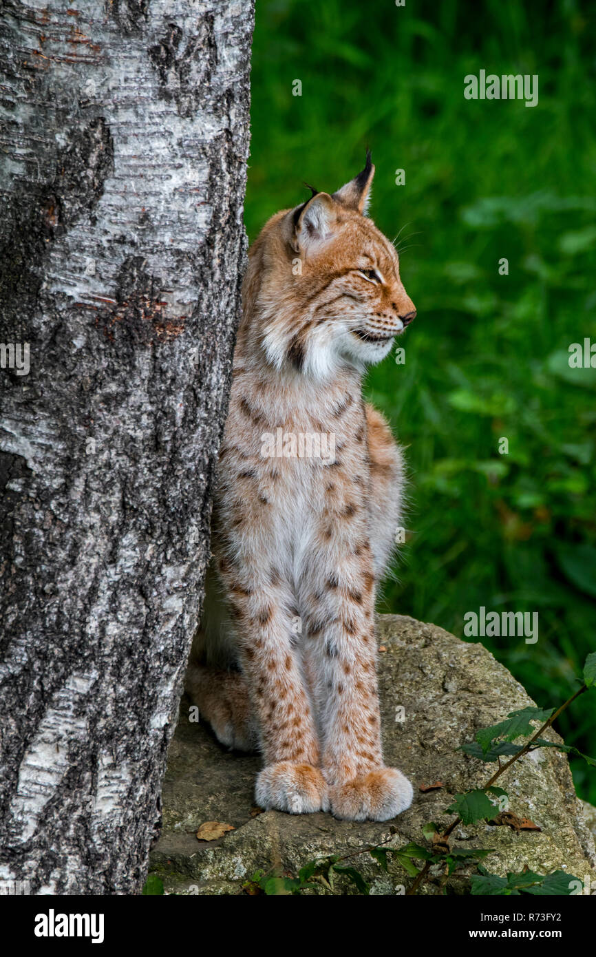 Eurasian (Lynx Lynx lynx) appoggiato sulla roccia accanto alla betulla in foresta Foto Stock