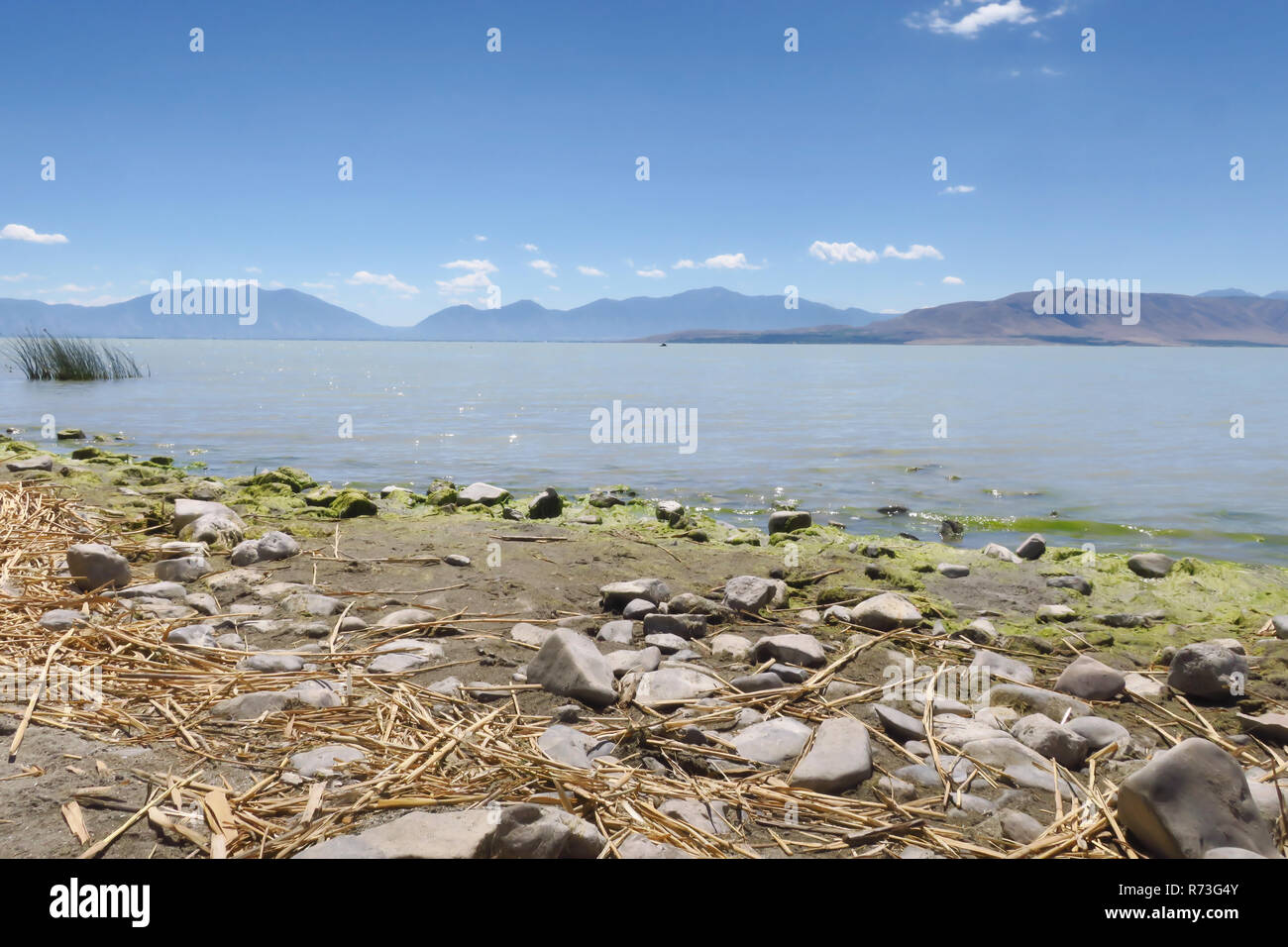Rocce di muschio a bordo di un piccolo lago. Foto Stock