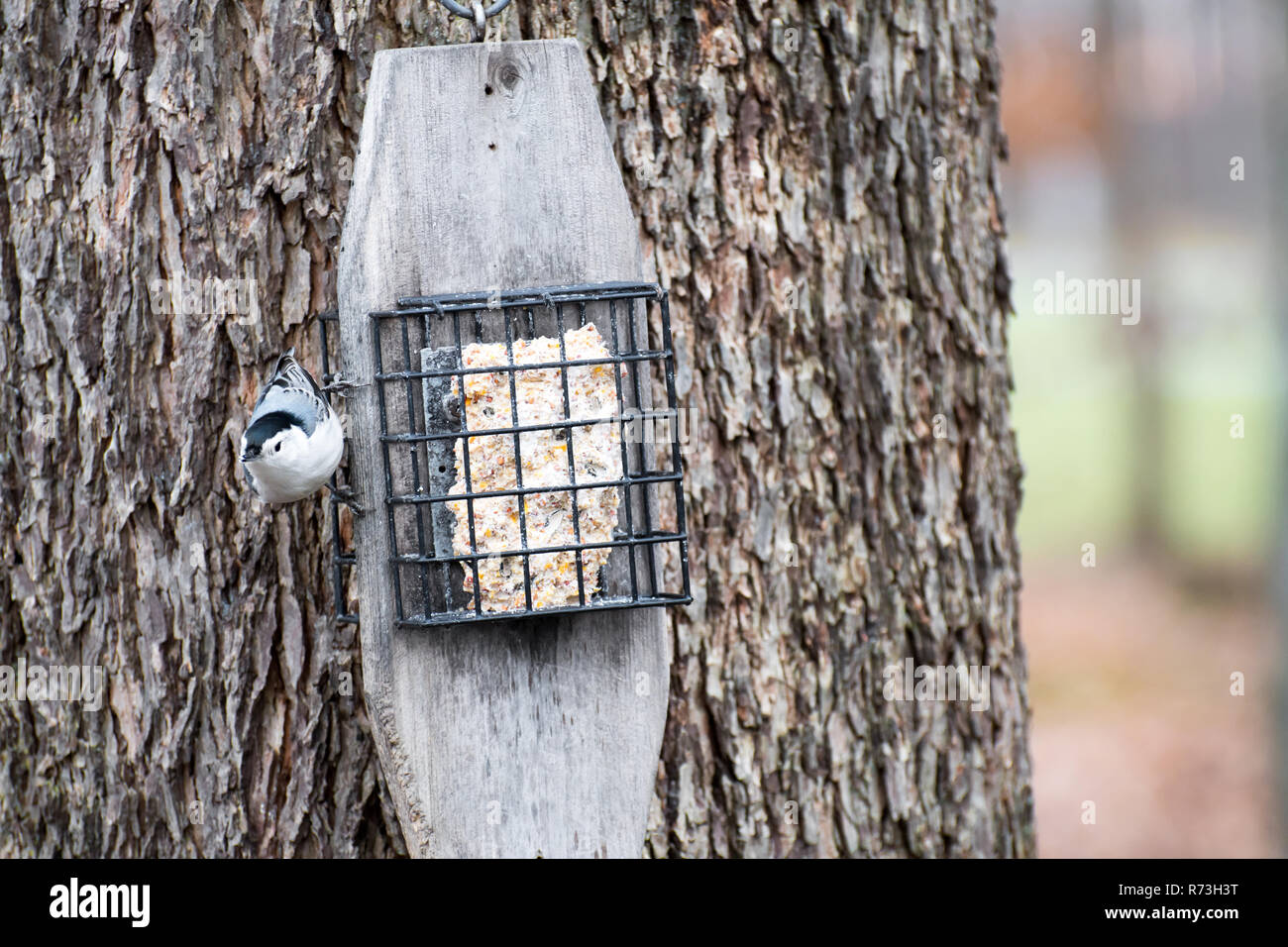 A Luisa di mangiare da un alimentatore suet su un albero. Foto Stock