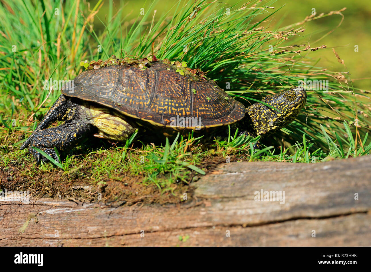 European pond terrapin, Germania (Testudinidae, Emydinae, (Emys orbicularis) Foto Stock