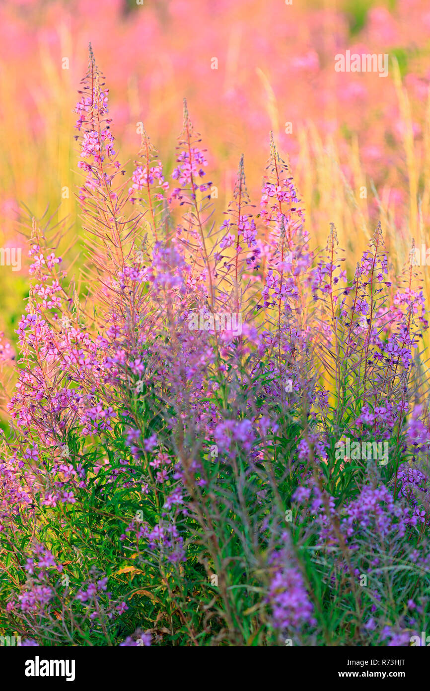 Rosebay Willowherb, Germania (Onagraceae, Epilobium angustifolium) Foto Stock