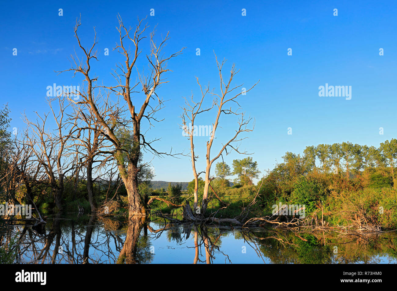 Abbandonato il corso del fiume, nendingen, Baden-Württemberg, Germania Foto Stock