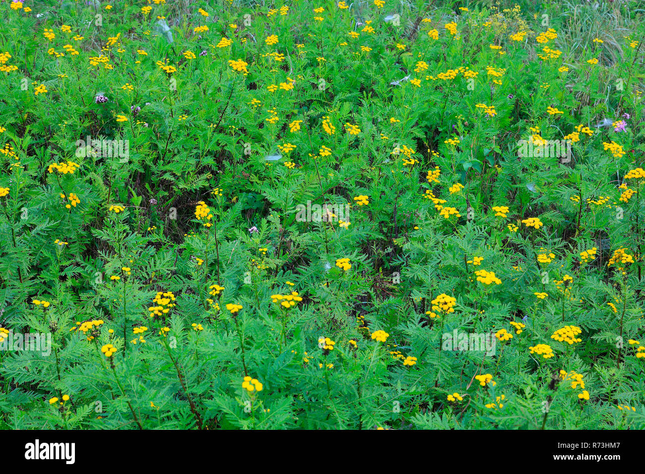 Tansy comune, Germania (Tanacetum vulgare) Foto Stock