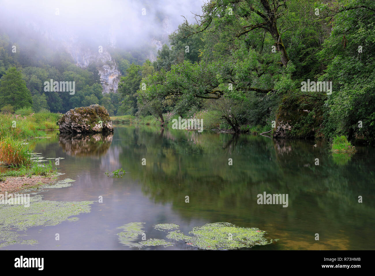 Fiume Danubio, Valle del Danubio, Fridingen an der Donau, Germania (Phragmites australis) Foto Stock