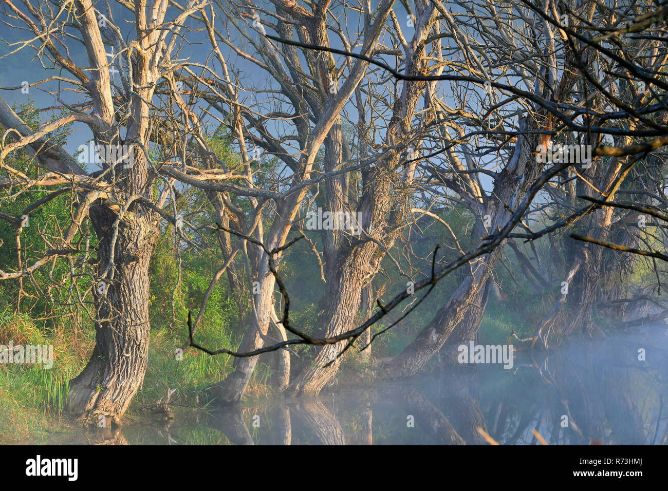 Abbandonato il corso del fiume, nendingen, Baden-Württemberg, Germania Foto Stock