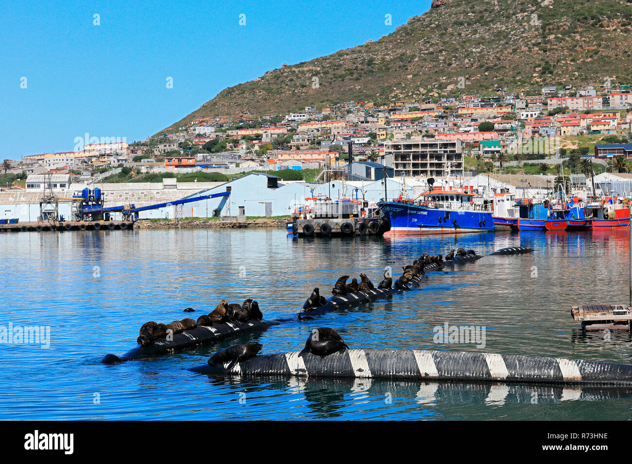 Capo le foche, Hout Bay, Città del Capo, Western Cape, Oceano Atlantico, Africa del Sud, Africa (Arctocephalus pusillus pusillus) Foto Stock