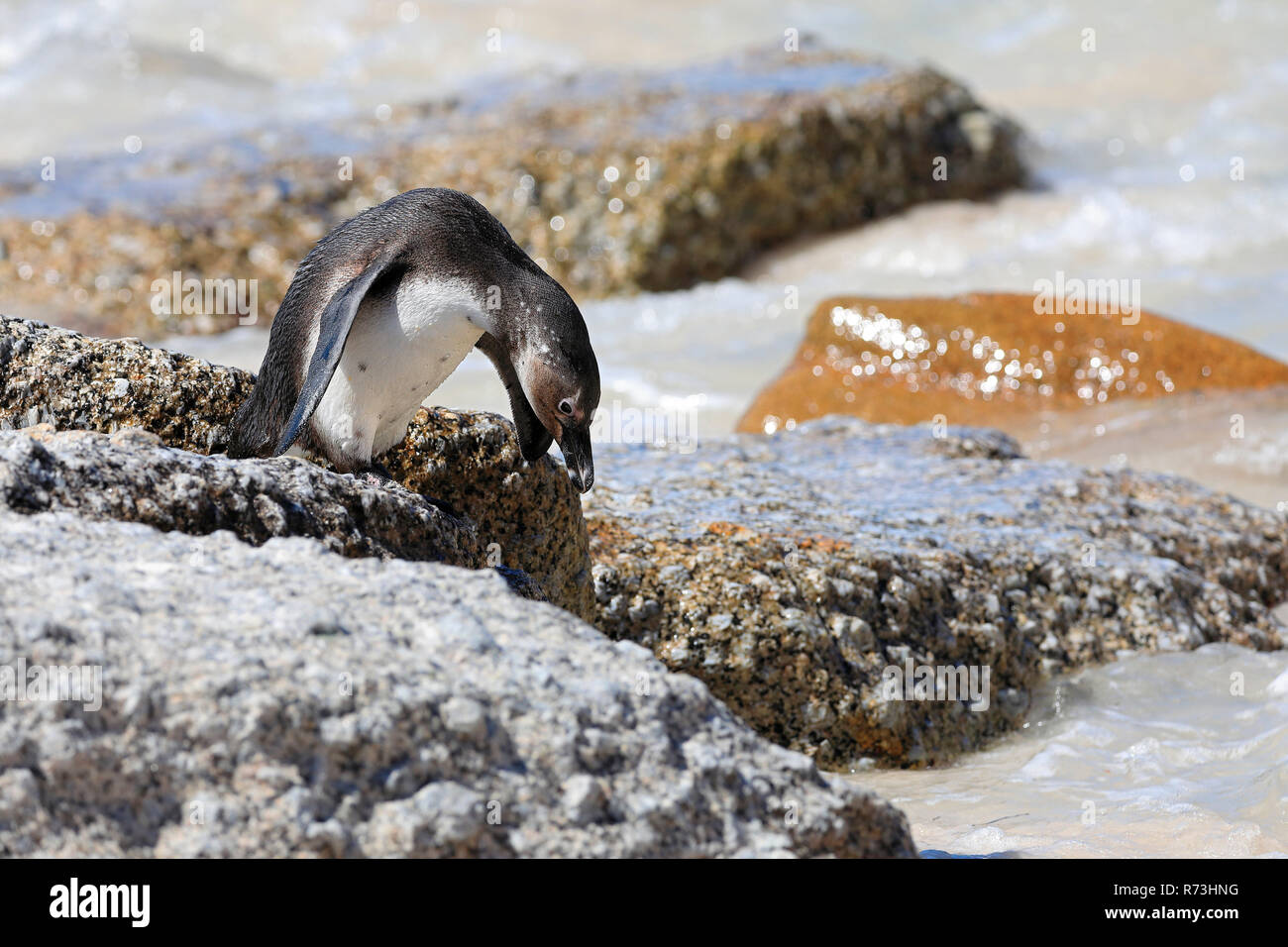 Nero-footed penguin, Simons's Town, Sud Africa Africa (Spheniscus demersus) Foto Stock