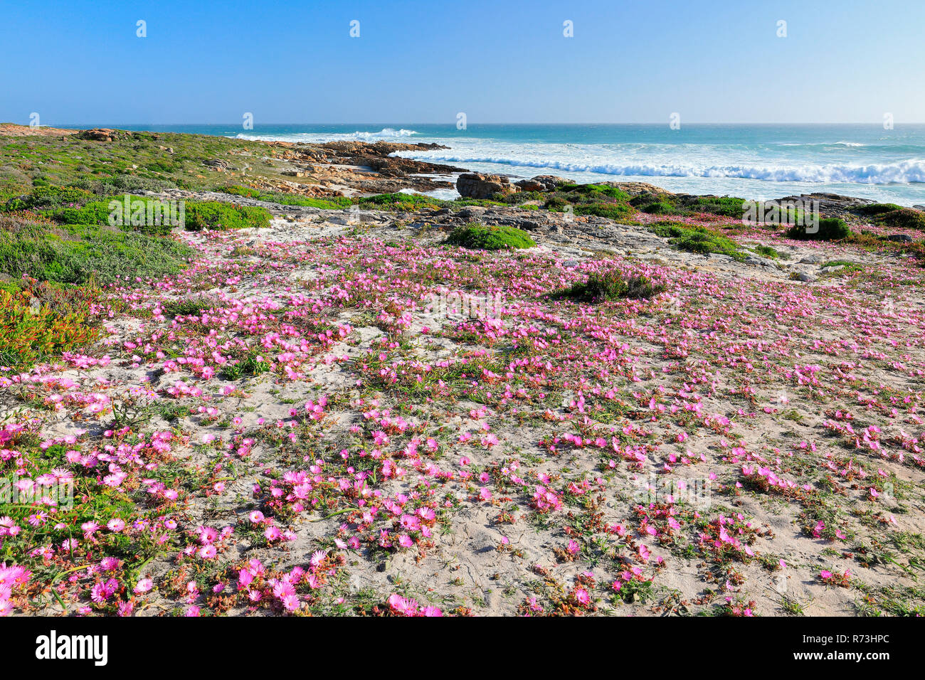Capo di goog speranza, Western Cape, Oceano Atlantico, Africa del Sud, Africa Foto Stock