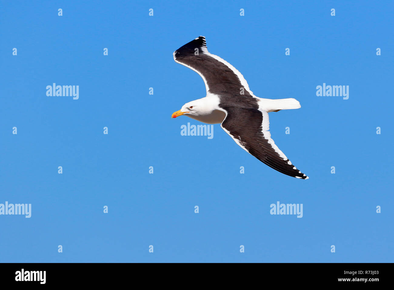 Gabbiano dominicano, Penguin Riserva Naturale, punto pietrose, Sud Africa e Africa (Larus dominicanus) Foto Stock