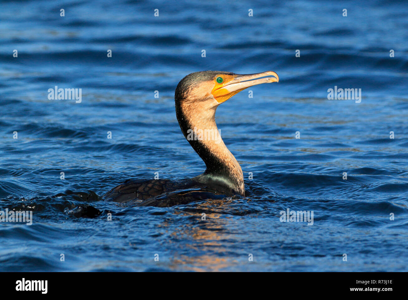 Bianco-breasted cormorano, Western Cape, Sud Africa e Africa (Phalacrocorax lucidus) Foto Stock