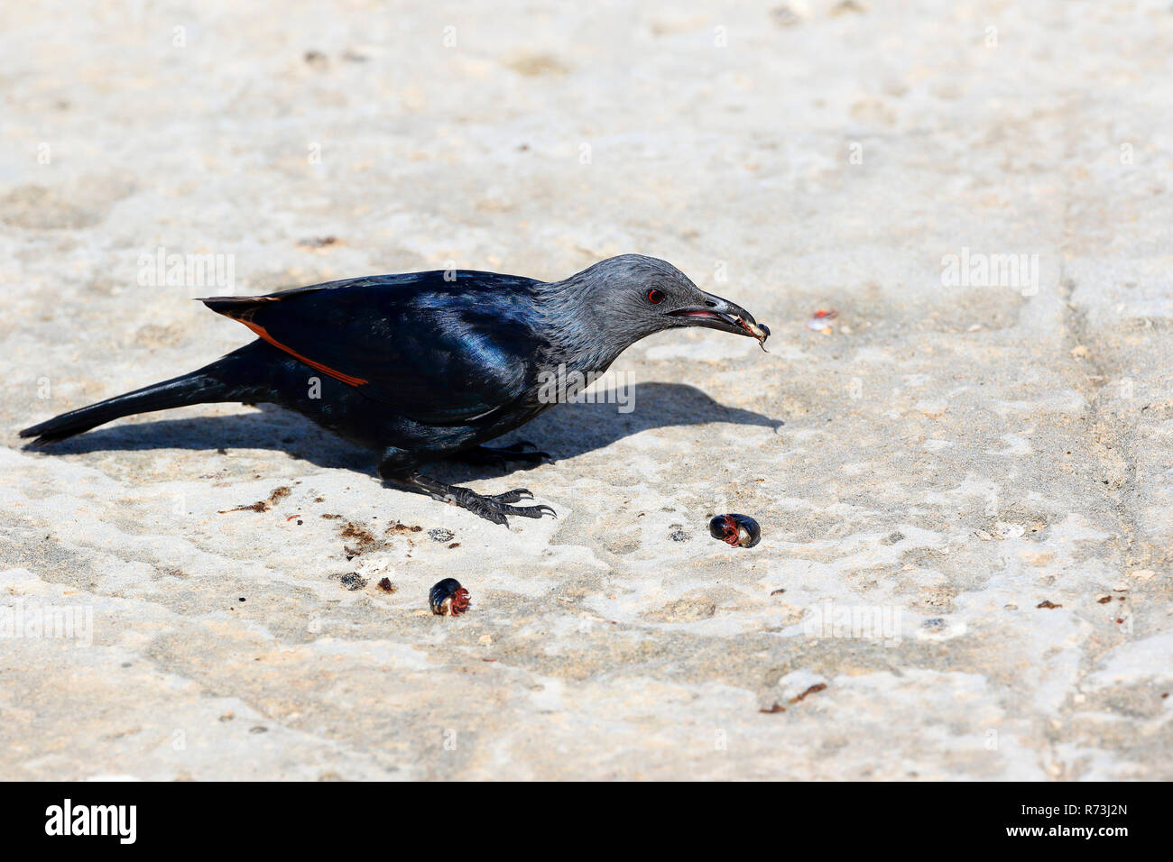 African red-winged starling, De Hoop Riserva Naturale, Western Cape, Sud Africa Africa (Onychognathus morio) Foto Stock