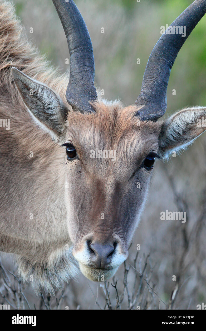 Common eland, De Hoop Riserva Naturale, Western Cape, Sud Africa Africa (Taurotragus oryx) Foto Stock