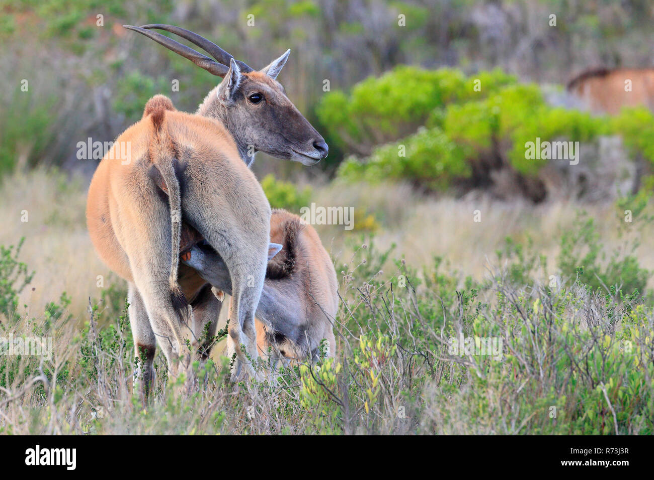 Comune di assistenza infermieristica eland giovani, De Hoop Riserva Naturale, Western Cape, Sud Africa Africa (Taurotragus oryx) Foto Stock