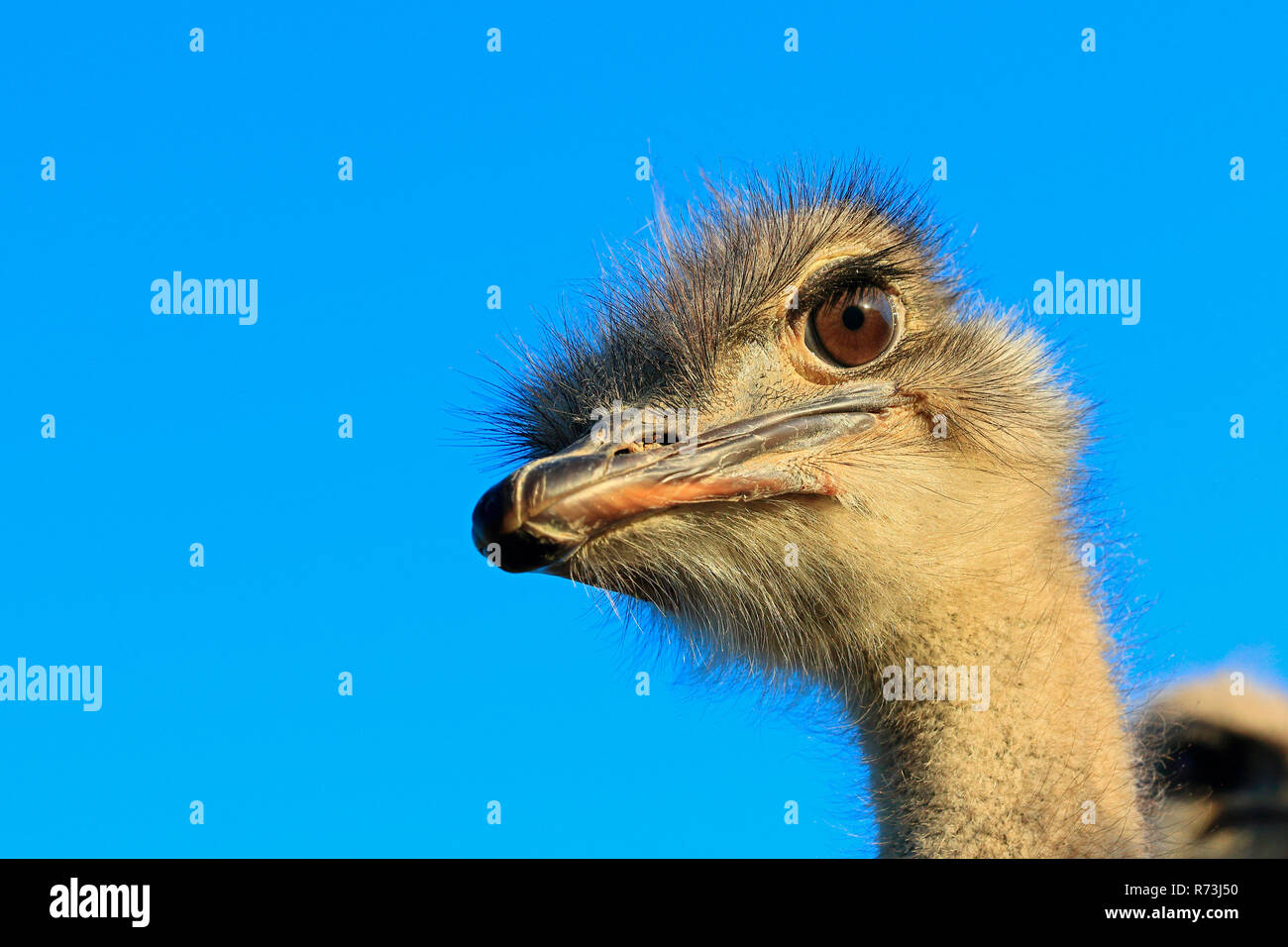 Struzzo, Western Cape, Sud Africa Africa (Struthio camelus) Foto Stock