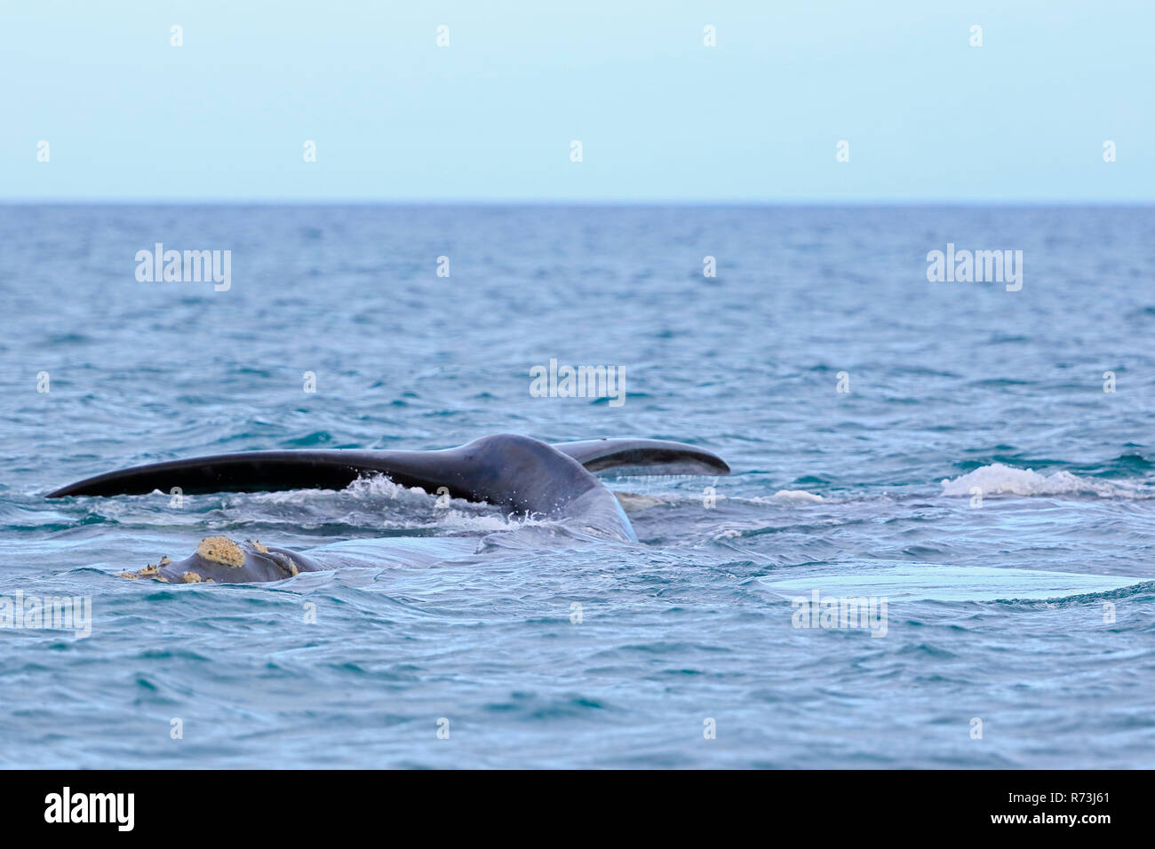 Southern Right whale, pinna di coda, Oceano Pacifico, Plettenberg Bay, Western Cape, Sud Africa Africa (Eubalaena australis) Foto Stock
