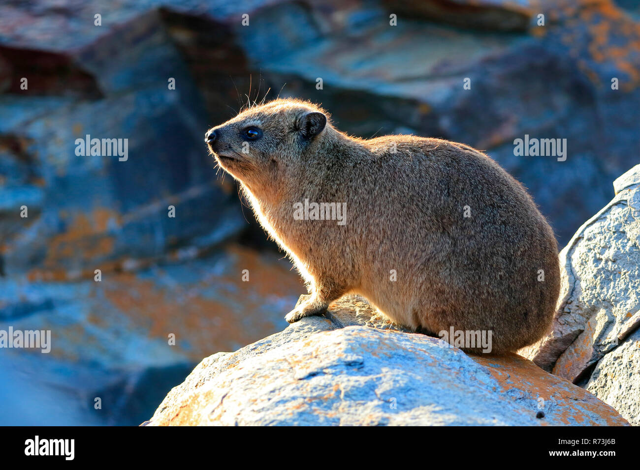 Dassie, tempeste Foce, Tsitsikama National Park, Western Cape, Sud Africa Africa (Procavia capensis) Foto Stock